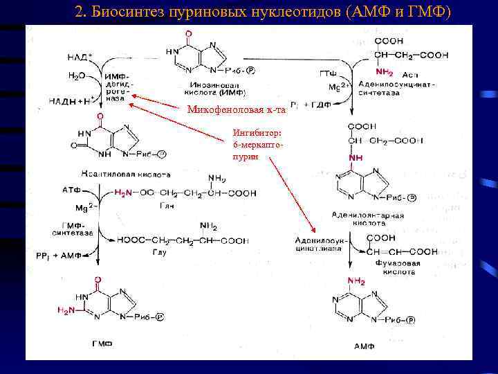 2. Биосинтез пуриновых нуклеотидов (АМФ и ГМФ) Микофеноловая к-та Ингибитор: 6 -меркаптопурин 