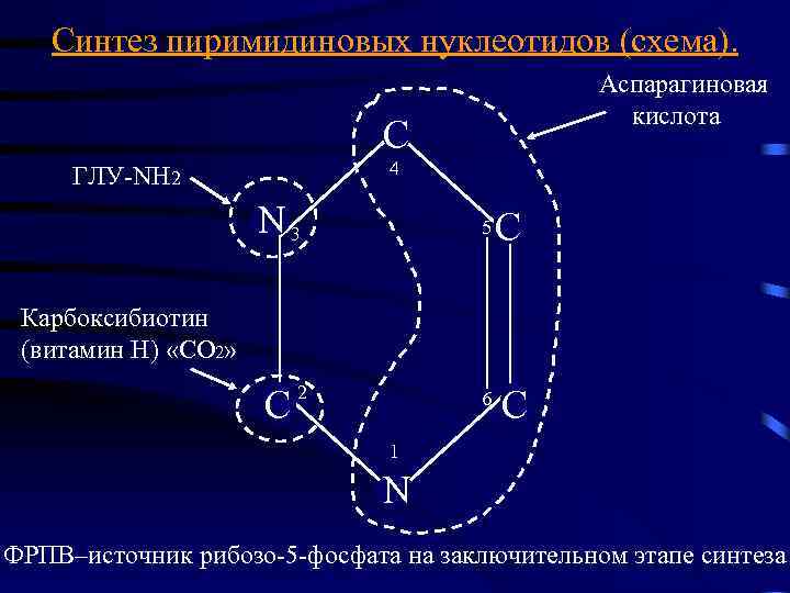 Синтез пиримидиновых нуклеотидов (схема). Аспарагиновая кислота C 4 ГЛУ-NH 2 N 3 5 C