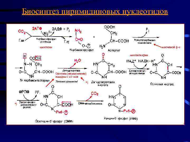 Биосинтез пиримидиновых нуклеотидов цитозоль ключевой ф-т митохондрии Оротовая (наследственная) ацидурия 1 и 2 типа