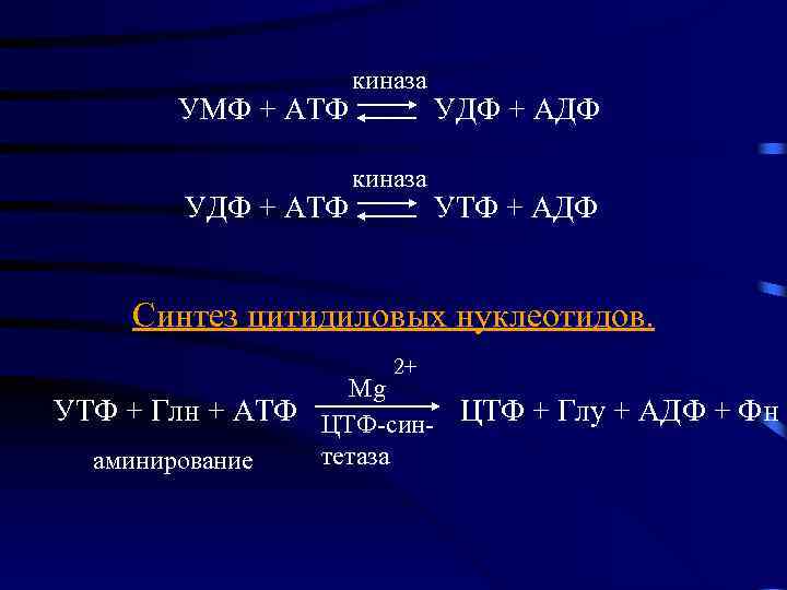 УМФ + АТФ УДФ + АТФ киназа УДФ + АДФ УТФ + АДФ Синтез