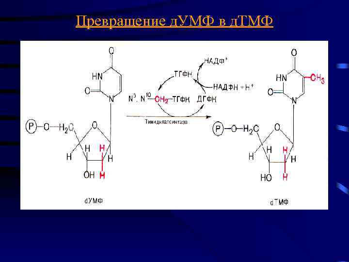 Превращение д. УМФ в д. ТМФ 