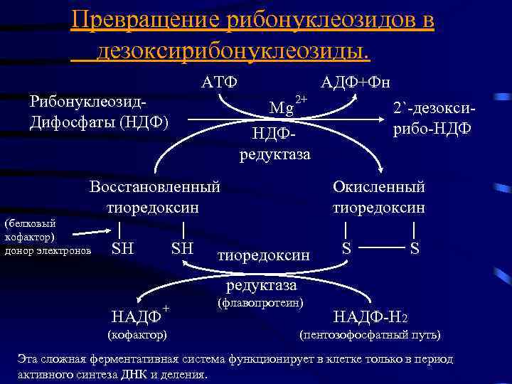 Превращение рибонуклеозидов в дезоксирибонуклеозиды. АТФ Рибонуклеозид. Дифосфаты (НДФ) АДФ+Фн 2+ Mg НДФредуктаза Восстановленный тиоредоксин