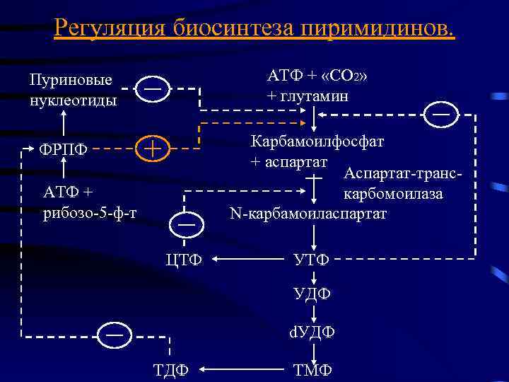 Регуляция биосинтеза пиримидинов. АТФ + «СО 2» + глутамин Пуриновые нуклеотиды Карбамоилфосфат + аспартат