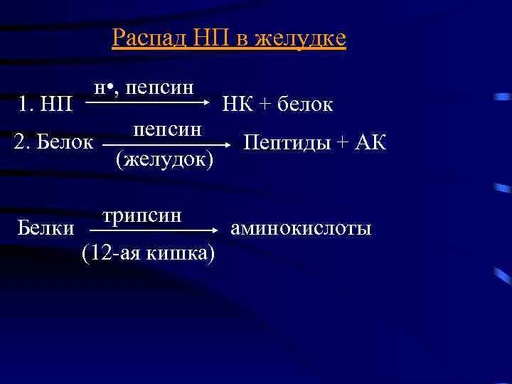 Распад НП в желудке 1. НП н • , пепсин 2. Белок (желудок) Белки