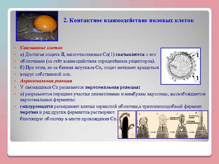 Клеточные взаимодействия. Контактное взаимодействие клеток. Взаимодействие половых клеток. Контактное взаимодействие клеток запускается. Процесс взаимодействия половых клеток.