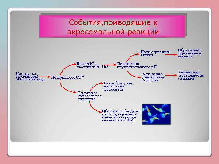 Cобытия, приводящие к акросомальной реакции Полимеризация актина Выход Н+ и поступление Na+ Контакт со