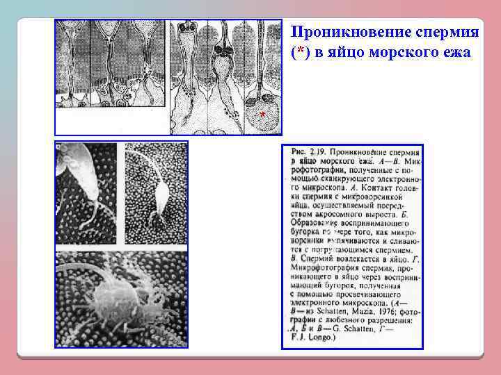 Проникновение спермия (*) в яйцо морского ежа * 