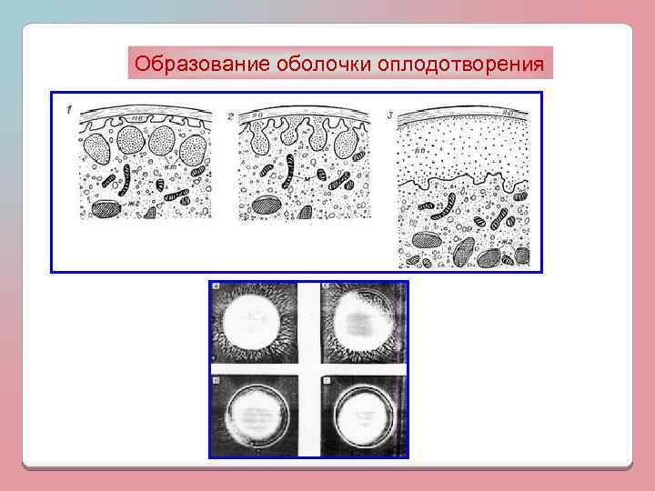 Образование оболочки оплодотворения 
