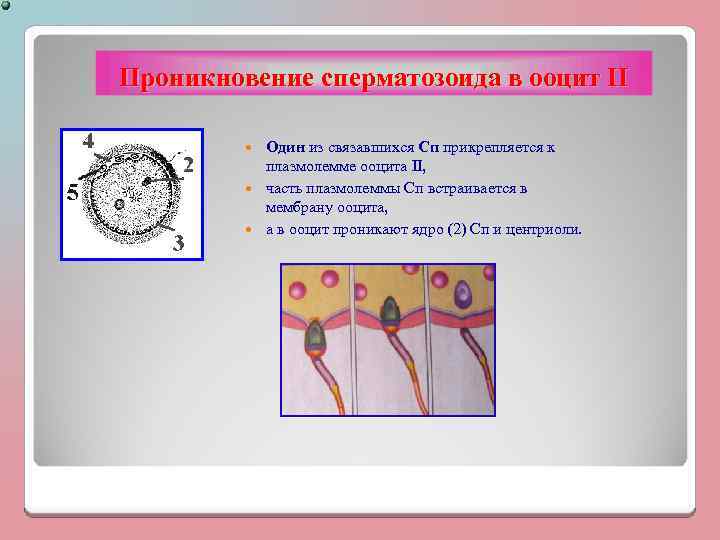 Проникновение сперматозоида в ооцит II Один из связавшихся Сп прикрепляется к плазмолемме ооцита II,