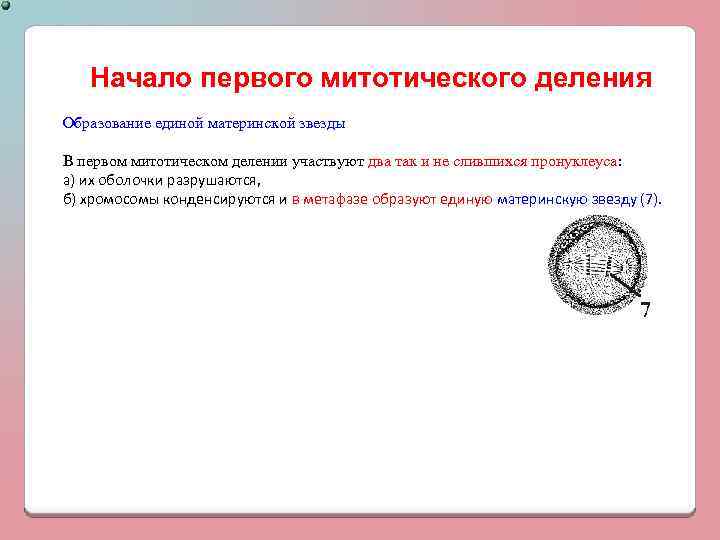 Начало первого митотического деления Образование единой материнской звезды В первом митотическом делении участвуют два