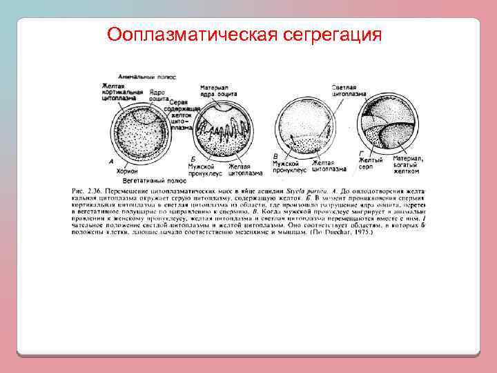 Ооплазматическая сегрегация 