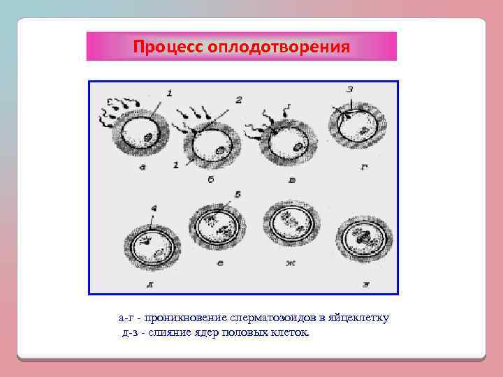 Процесс оплодотворения а-г - проникновение сперматозоидов в яйцеклетку д-з - слияние ядер половых клеток.