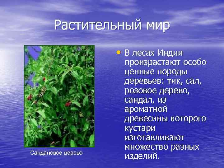 Растительный мир • В лесах Индии Сандаловое дерево произрастают особо ценные породы деревьев: тик,