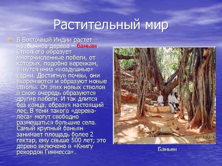 Растительный мир • В Восточной Индии растет необычное дерево – баньян. Ствол его образует