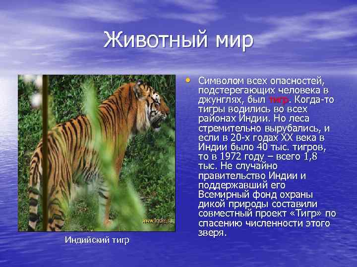 Животный мир • Символом всех опасностей, Индийский тигр подстерегающих человека в джунглях, был тигр.