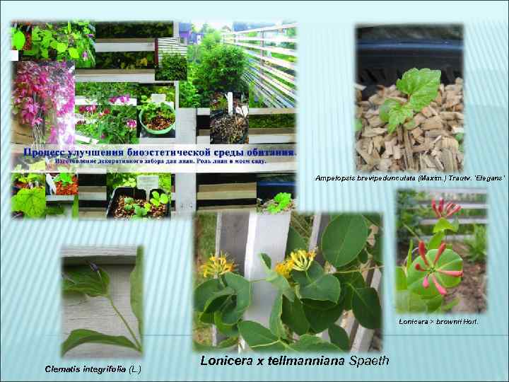 Ampelopsis brevipedunculata (Maxim. ) Trautv. 'Elegans' Lonicera × brownii Hort. Clematis integrifolia (L. )