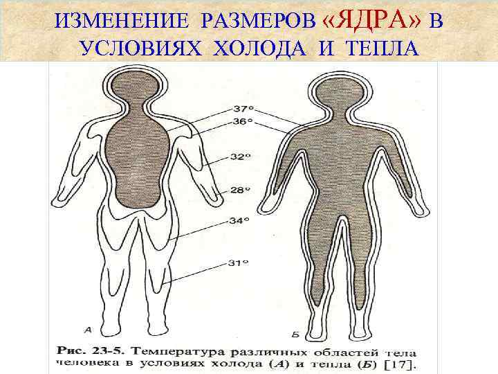 ИЗМЕНЕНИЕ РАЗМЕРОВ «ЯДРА» В УСЛОВИЯХ ХОЛОДА И ТЕПЛА 