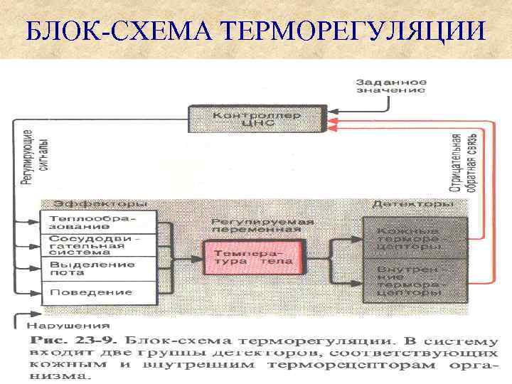 БЛОК-СХЕМА ТЕРМОРЕГУЛЯЦИИ 