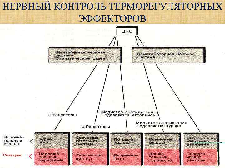 НЕРВНЫЙ КОНТРОЛЬ ТЕРМОРЕГУЛЯТОРНЫХ ЭФФЕКТОРОВ 