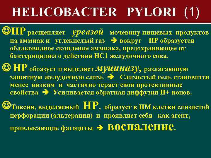 Helicobacter pylori medicamentos