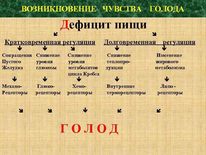 ВОЗНИКНОВЕНИЕ ЧУВСТВА ГОЛОДА Дефицит пищи Кратковременная регуляция Сокращения Снижение Пустого уровня Желудка глюкозы Механо.