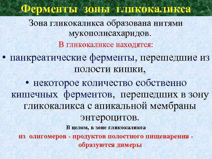 Ферменты зоны гликокаликса Зона гликокаликса образована нитями мукополисахаридов. В гликокаликсе находятся: • панкреатические ферменты,