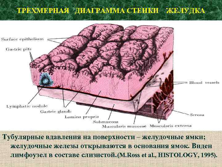 ТРЕХМЕРНАЯ ДИАГРАММА СТЕНКИ ЖЕЛУДКА Тубулярные вдавления на поверхности – желудочные ямки; желудочные железы открываются