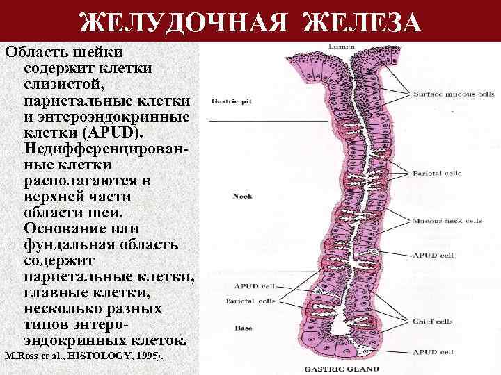 ЖЕЛУДОЧНАЯ ЖЕЛЕЗА Область шейки содержит клетки слизистой, париетальные клетки и энтероэндокринные клетки (APUD). Недифференцированные
