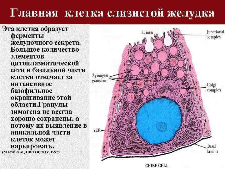 Главная клетка слизистой желудка Эта клетка образует ферменты желудочного секрета. Большое количество элементов цитоплазматической