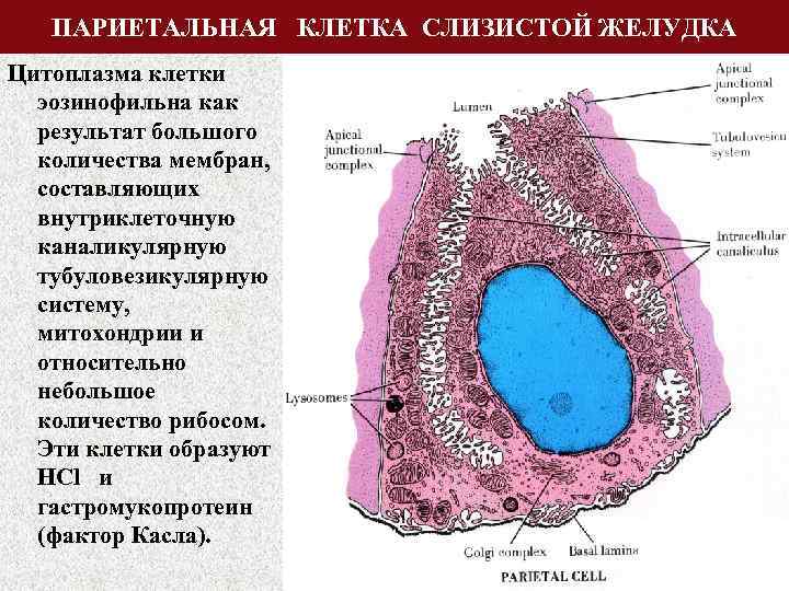 ПАРИЕТАЛЬНАЯ КЛЕТКА СЛИЗИСТОЙ ЖЕЛУДКА Цитоплазма клетки эозинофильна как результат большого количества мембран, составляющих внутриклеточную