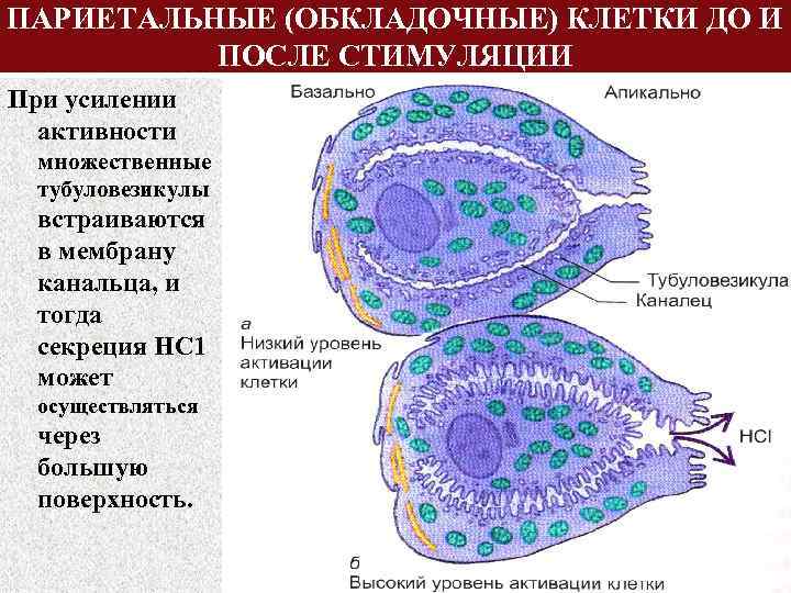 ПАРИЕТАЛЬНЫЕ (ОБКЛАДОЧНЫЕ) КЛЕТКИ ДО И ПОСЛЕ СТИМУЛЯЦИИ При усилении активности множественные тубуловезикулы встраиваются в