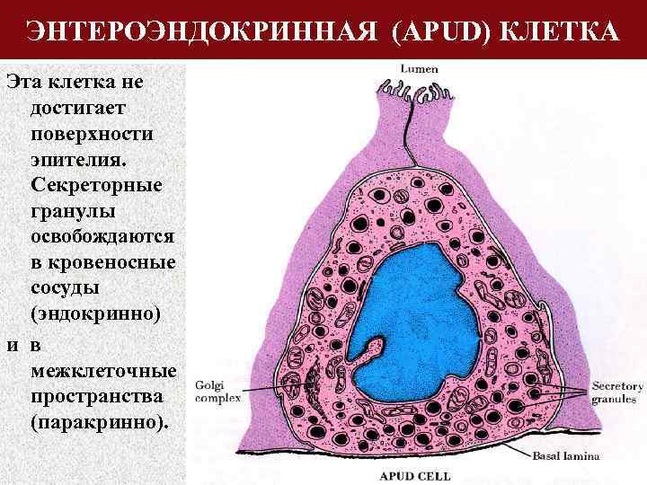ЭНТЕРОЭНДОКРИННАЯ (APUD) КЛЕТКА Эта клетка не достигает поверхности эпителия. Секреторные гранулы освобождаются в кровеносные