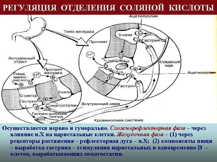 РЕГУЛЯЦИЯ ОТДЕЛЕНИЯ СОЛЯНОЙ КИСЛОТЫ Осуществляется нервно и гуморально. Сложнорефлекторная фаза – через влияние n.