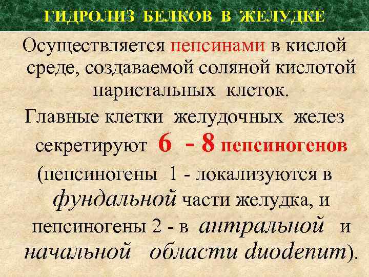 ГИДРОЛИЗ БЕЛКОВ В ЖЕЛУДКЕ Осуществляется пепсинами в кислой среде, создаваемой соляной кислотой париетальных клеток.
