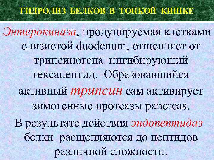 ГИДРОЛИЗ БЕЛКОВ В ТОНКОЙ КИШКЕ Энтерокиназа, продуцируемая клетками слизистой duodenum, отщепляет от трипсиногена ингибирующий