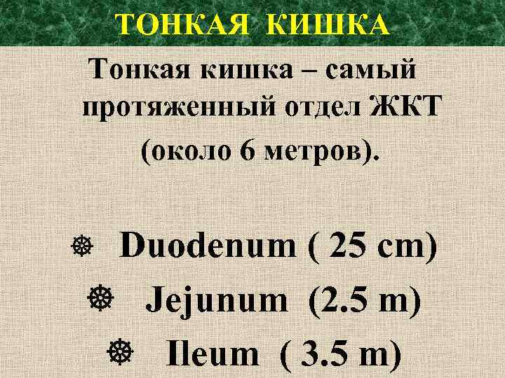 ТОНКАЯ КИШКА Тонкая кишка – самый протяженный отдел ЖКТ (около 6 метров). Duodenum (