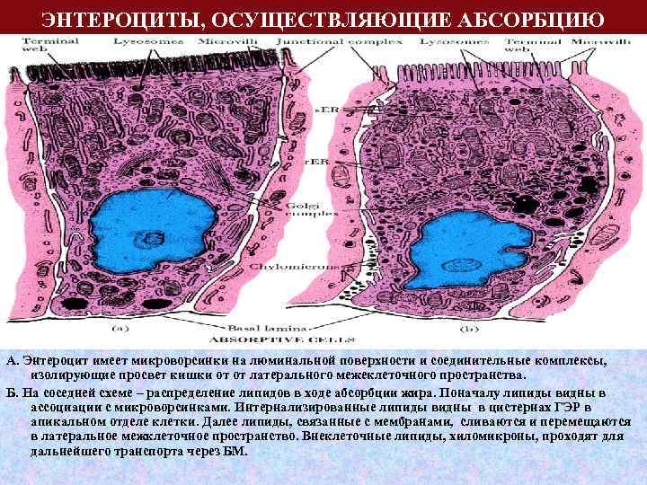 ЭНТЕРОЦИТЫ, ОСУЩЕСТВЛЯЮЩИЕ АБСОРБЦИЮ А. Энтероцит имеет микроворсинки на люминальной поверхности и соединительные комплексы, изолирующие