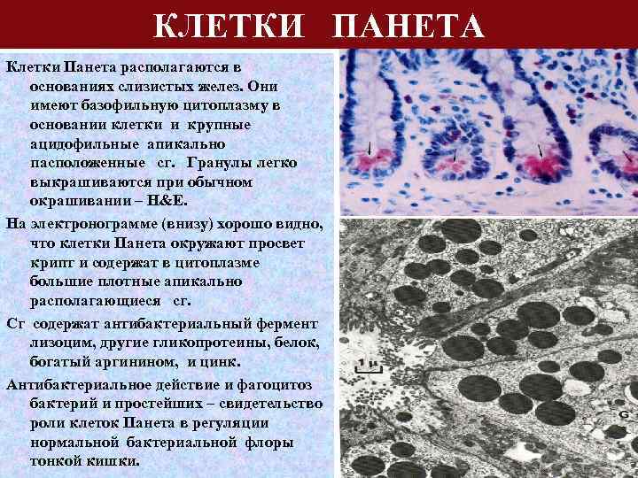КЛЕТКИ ПАНЕТА Клетки Панета располагаются в основаниях слизистых желез. Они имеют базофильную цитоплазму в