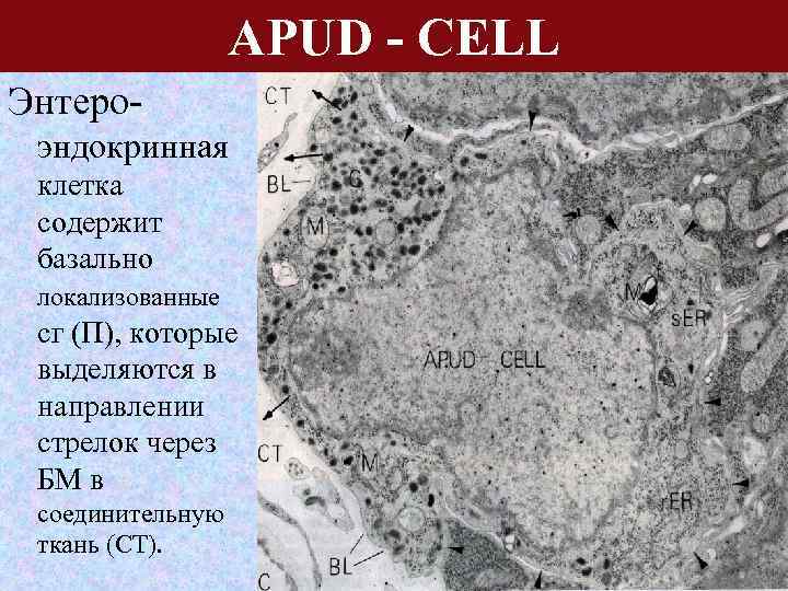 APUD - CELL Энтероэндокринная клетка содержит базально локализованные сг (П), которые выделяются в направлении