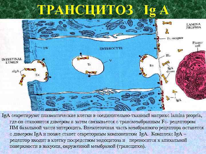ТРАНСЦИТОЗ Ig A Ig. A секретируют плазматические клетки в соединительно-тканный матрикс lamina propria, где