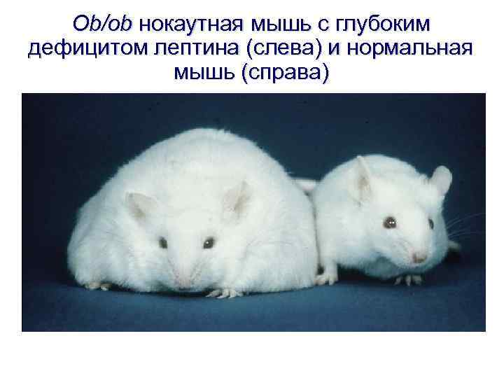 Ob/ob нокаутная мышь с глубоким дефицитом лептина (слева) и нормальная мышь (справа) 