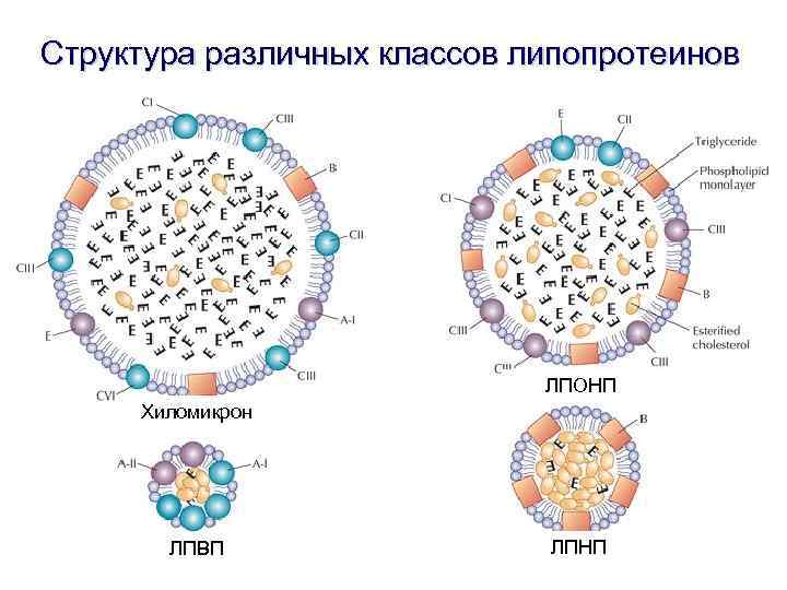 Липопротеиды плазмы. Строение липопротеидов биохимия. Схема строения липопротеинов плазмы крови. Липопротеин высокой плотности строение.