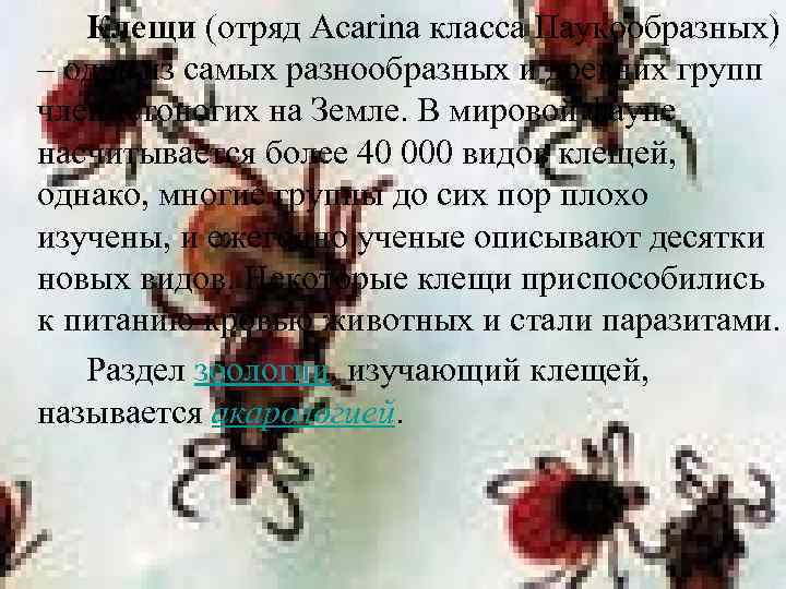 Клещи (отряд Acarina класса Паукообразных) – одна из самых разнообразных и древних групп членистоногих