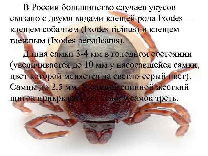 В России большинство случаев укусов связано с двумя видами клещей рода Ixodes — клещем