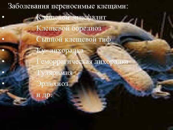  • • Заболевания переносимые клещами: Клещевой энцефалит Клещевой борелиоз Сыпной клещевой тиф Ку-