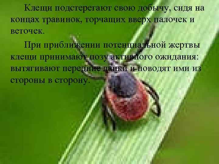 Клещи подстерегают свою добычу, сидя на концах травинок, торчащих вверх палочек и веточек. При