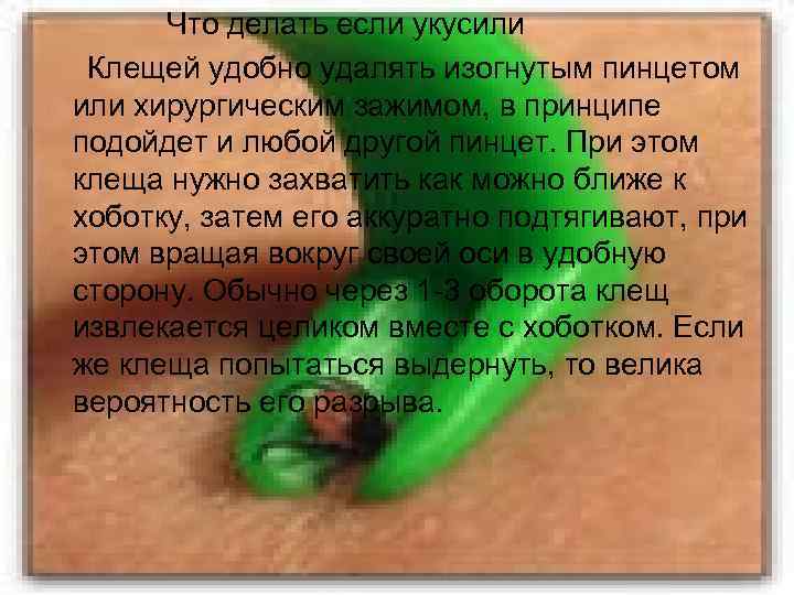 Что делать если укусили Клещей удобно удалять изогнутым пинцетом или хирургическим зажимом, в принципе