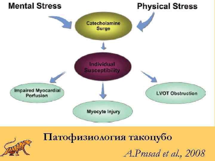 Патофизиология такоцубо A. Prasad et al. , 2008 
