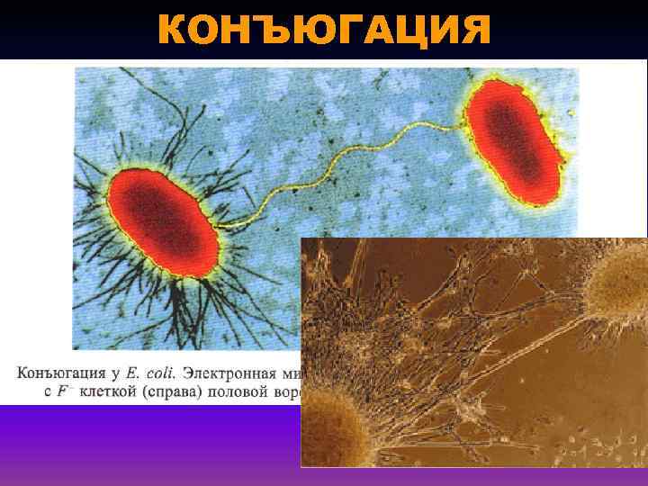 КОНЪЮГАЦИЯ 