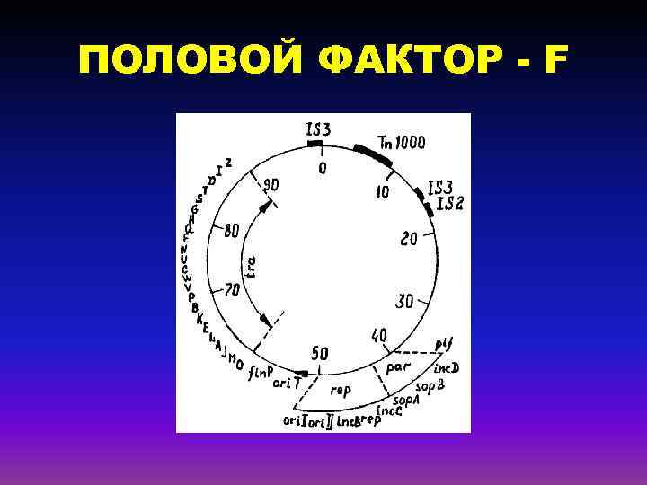 ПОЛОВОЙ ФАКТОР - F 